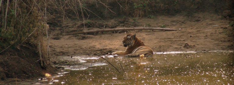 Central Wildlife Tours India