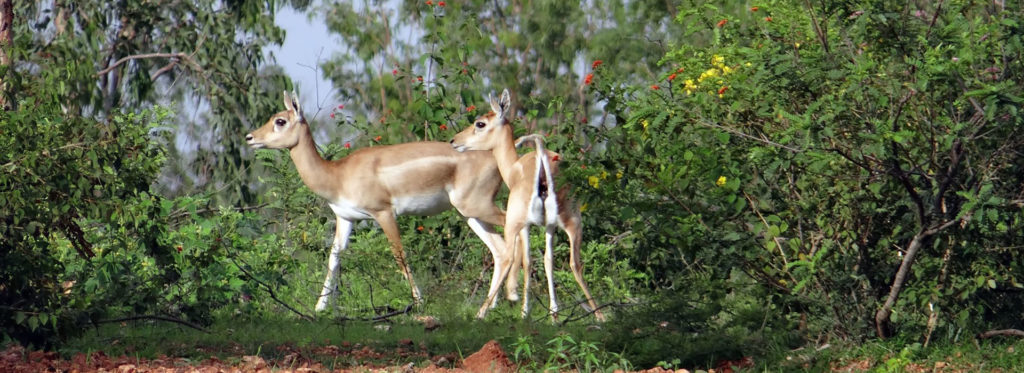 Exclusive Tigers With Erotic Temples India