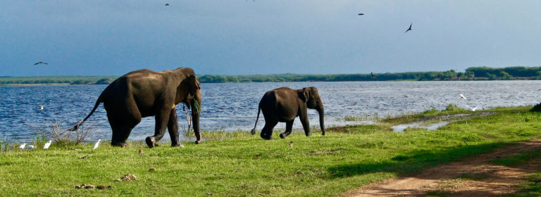 Sri Lanka Wildlife Holiday Tour