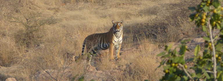 Taj Tigers & Tempting Destinations India